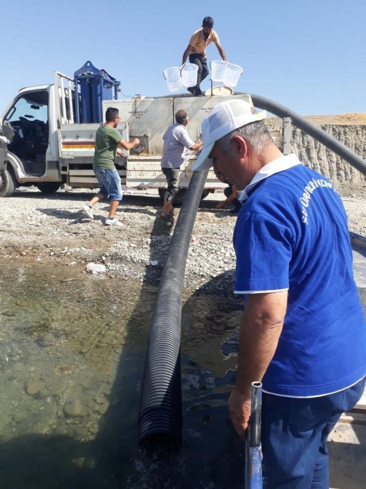 Atatürk Barajına 1,5 Milyon Yavru Balık Bırakıldı