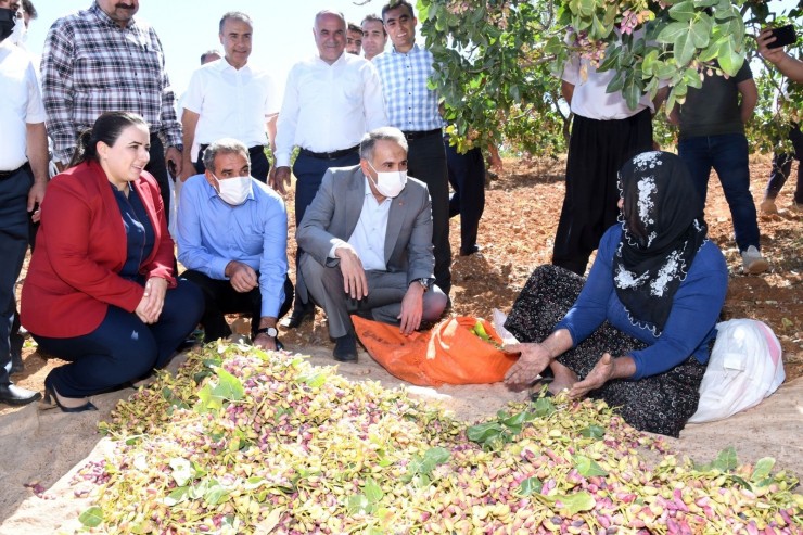 Besni’de Fıstık Hasadı Başladı