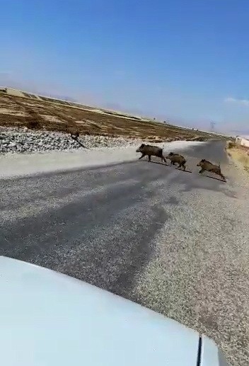 Hızla Gelen Yaban Domuzu Sürüsünün Geçişini Beklediler