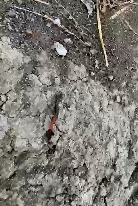 Adıyaman’da Kırmızı Kuyruklu Kertenkele Görüldü