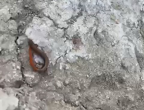Adıyaman’da Kırmızı Kuyruklu Kertenkele Görüldü