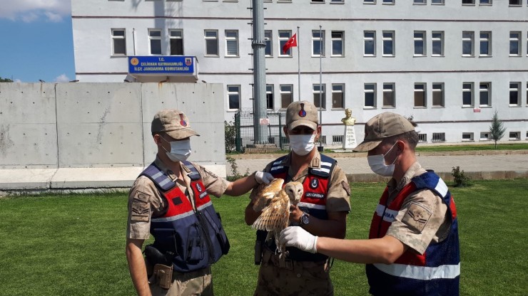 Peçeli Baykuş Elektrik Direğine Takıldı