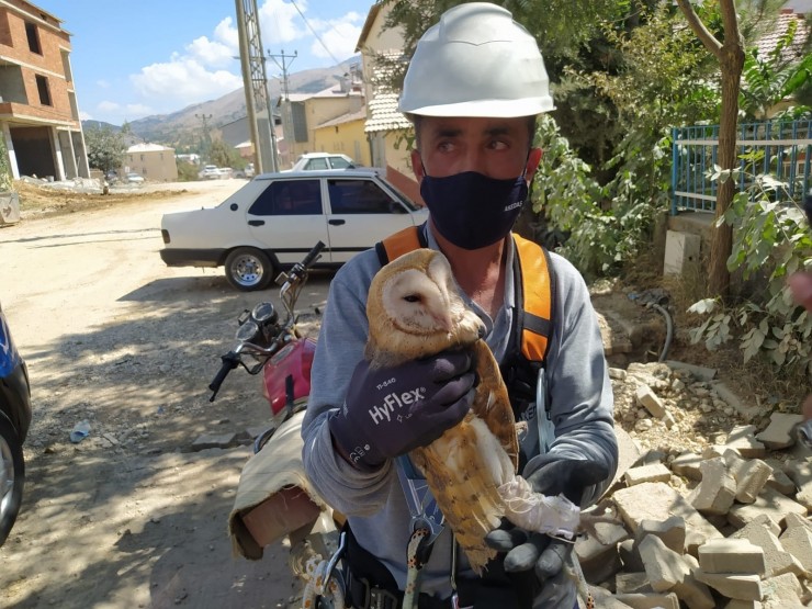 Peçeli Baykuş Elektrik Direğine Takıldı