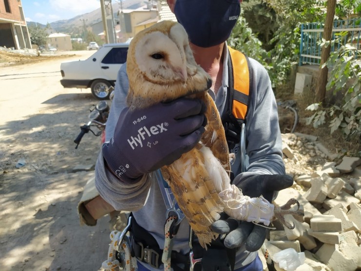 Peçeli Baykuş Elektrik Direğine Takıldı