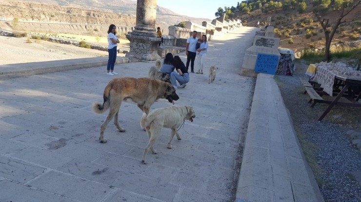 Tarihi Alandaki Başı Boş Köpekler Toplandı