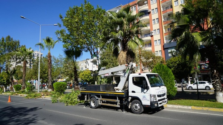 Adıyaman’da Ağaçlar Budanıyor