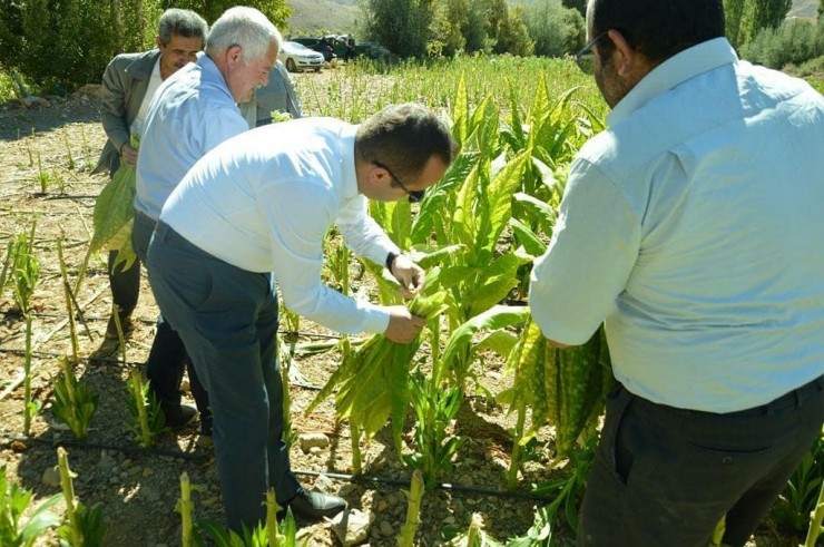 Kaymakam Arslantürk, Tütün Biçti, Şişe Sapladı