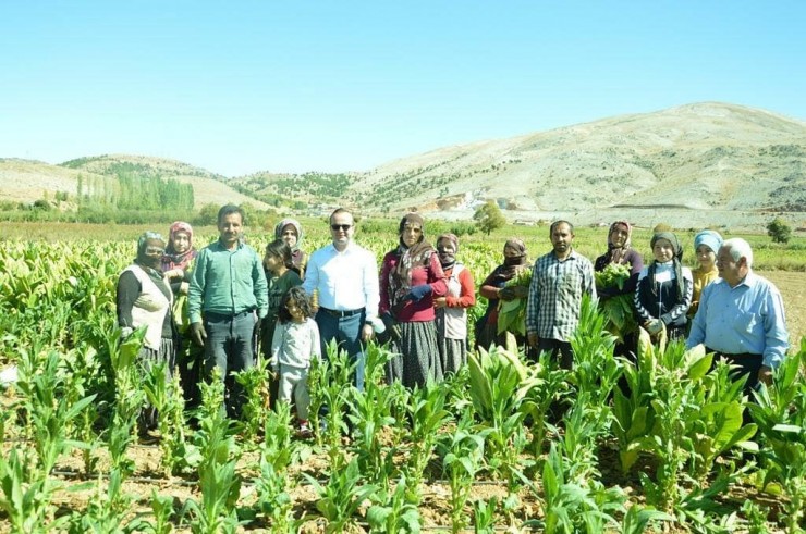 Kaymakam Arslantürk, Tütün Biçti, Şişe Sapladı