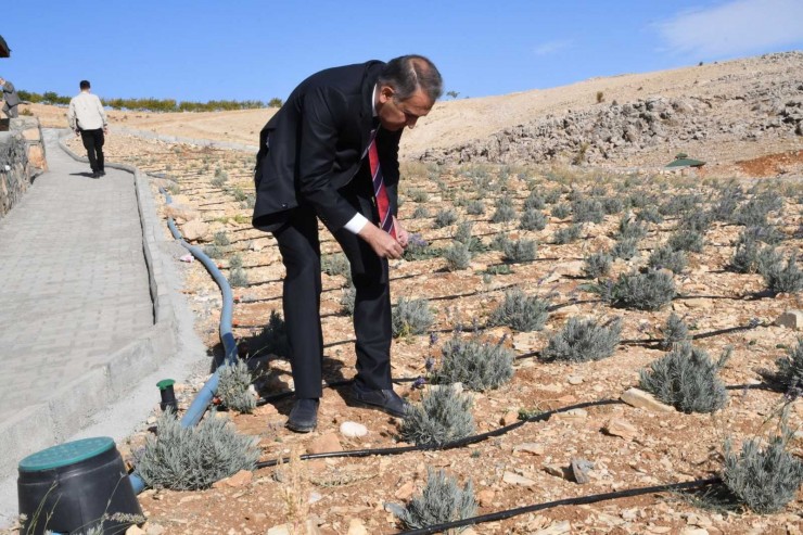 Vali Çuhadar, Tut Taş Evleri İnceledi