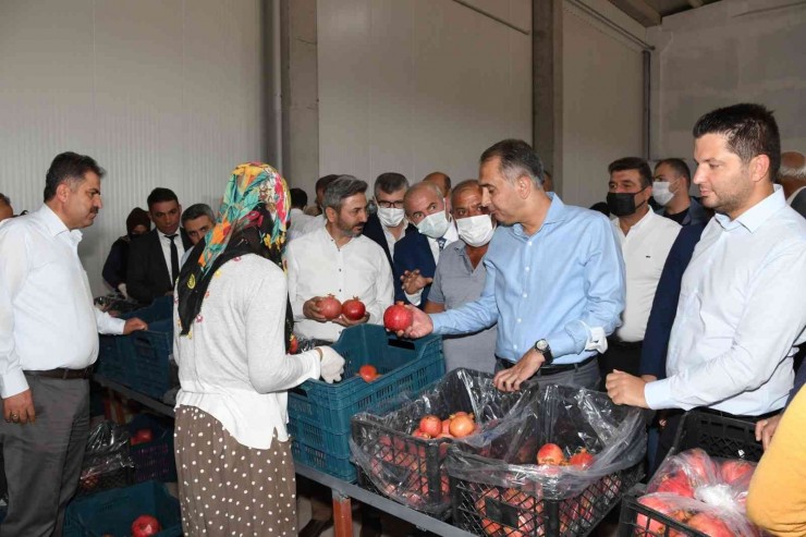 Samsat’ta Nar Hasadı Başladı