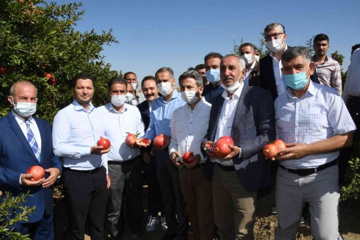 Samsat’ta Nar Hasadı Başladı