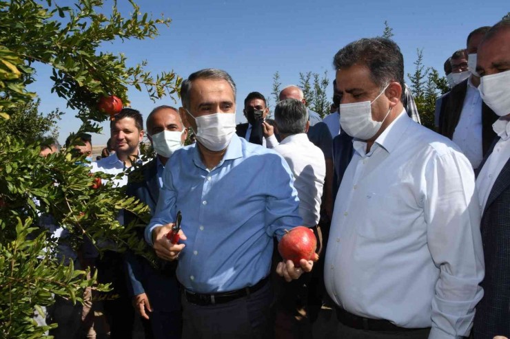 Samsat’ta Nar Hasadı Başladı