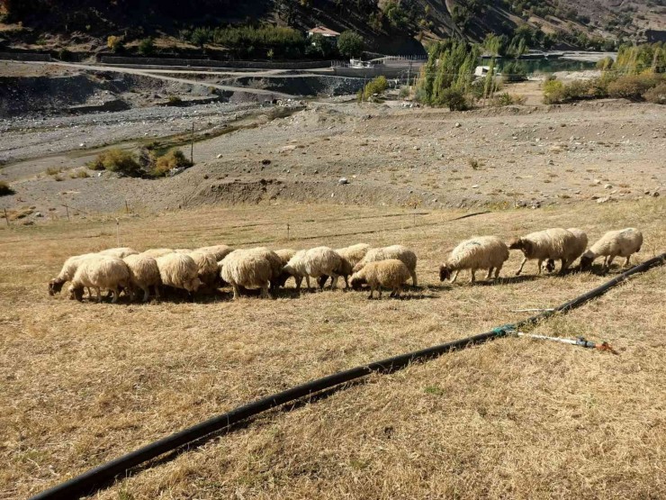 Kayıp 24 Adet Koyun Jandarma Tarafından Bulundu