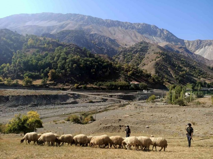 Kayıp 24 Adet Koyun Jandarma Tarafından Bulundu