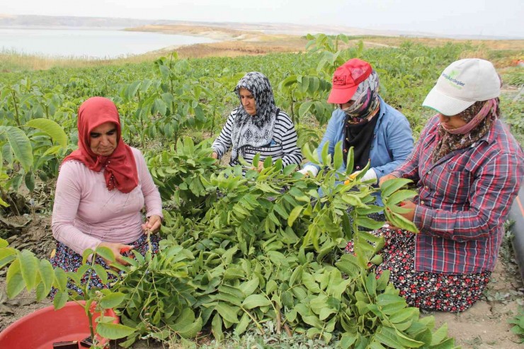 Tarım İşçisi Kadınlar Aşı Ustası Oldu