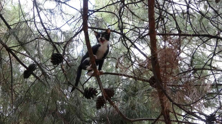 Çarşafla Kedi Kurtarma Operasyonu