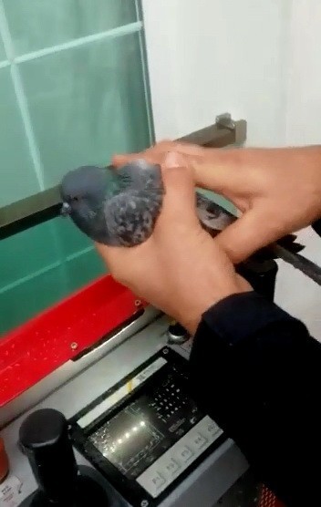 Sekizinci Katta Mahsur Kalan Serçeyi İtfaiye Kurtardı