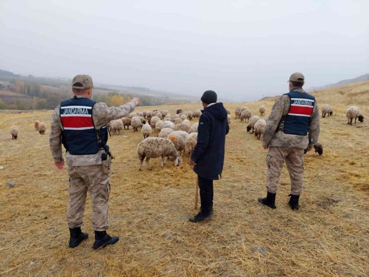 Kayıp Koyunları Jandarma Drone İle Buldu
