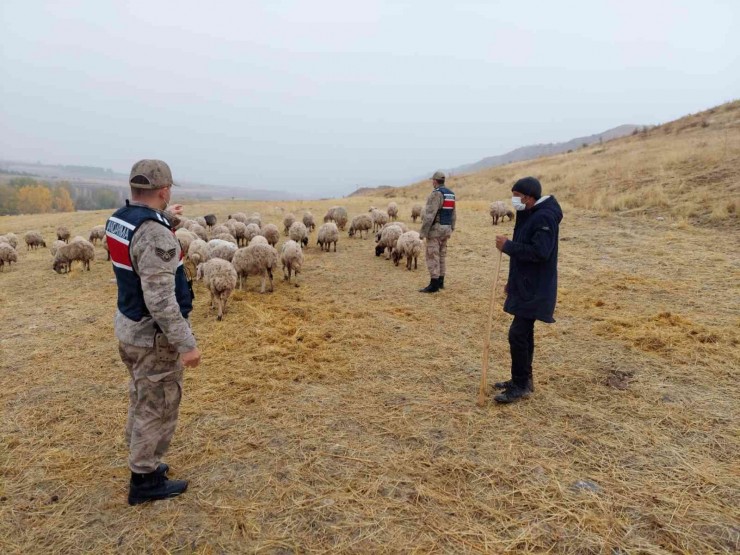 Kayıp Koyunları Jandarma Drone İle Buldu