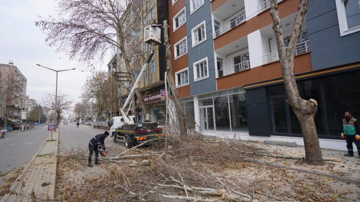 Adıyaman’da Ağaçlara Kış Bakımı