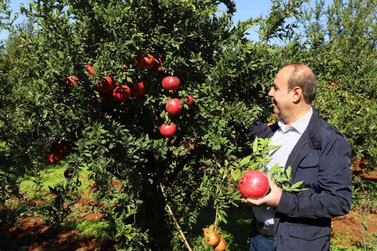 Oğuzeli’nde Bir Yılda 400 Ton Nar İşlendi