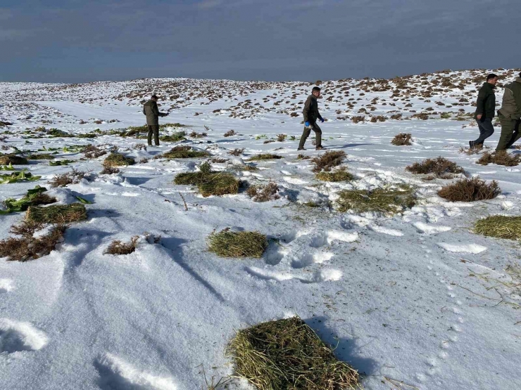 Aç Kalan Yaban Hayvanları İçin Yem Bırakıldı