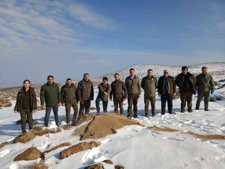 Aç Kalan Yaban Hayvanları İçin Yem Bırakıldı