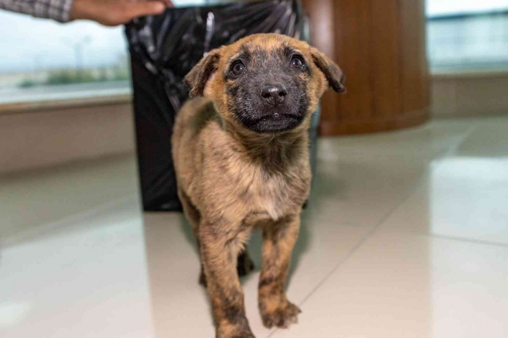 Donmak Üzere Olan Yavru Köpeği Maski Personelleri Kurtardı