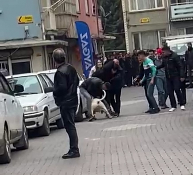 Malatya’daki Pitbullu Saldırı Anı Kamerada