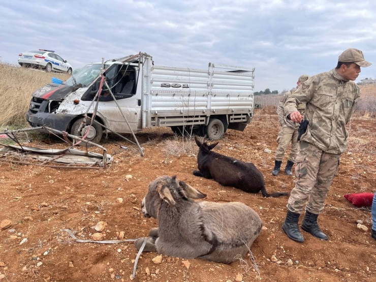 Şarampole Devrilen Kamyonetteki 2 Kişi İle 2 Eşek Yaralandı, 1 Eşek Telef Oldu