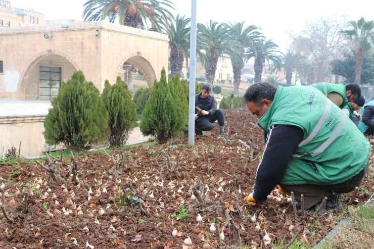 Balıklıgöl’de Lale Soğanları Toprakla Buluştu