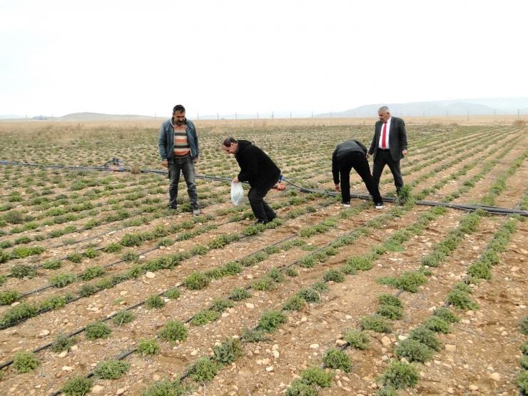 Kekik Üreten Kadınlar, Hasat Edilmeden Pazar Buldu