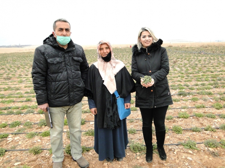 Kekik Üreten Kadınlar, Hasat Edilmeden Pazar Buldu