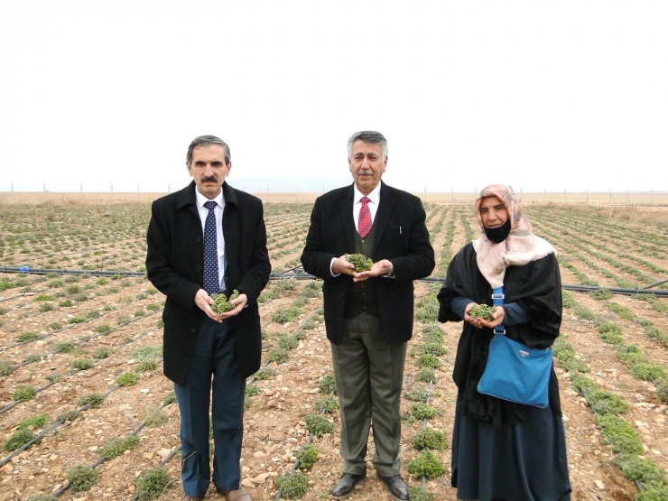 Kekik Üreten Kadınlar, Hasat Edilmeden Pazar Buldu