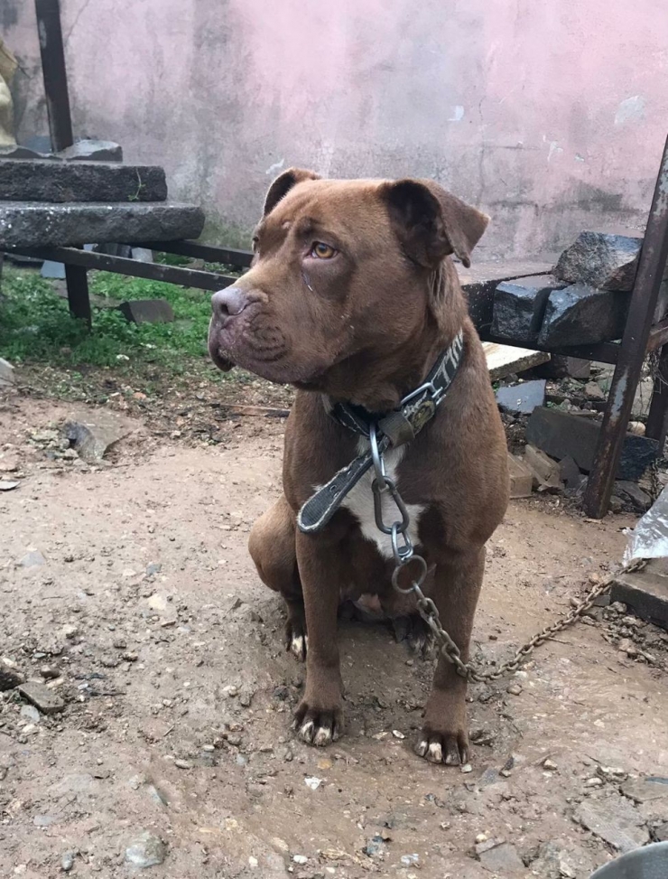 Küçük Asiye’nin Saldırıya Uğradığı Gaziantep’te Barınaklar Pitbullarla Doldu