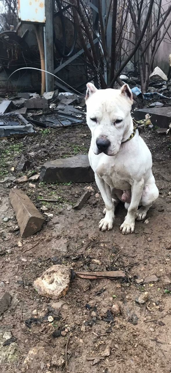 Küçük Asiye’nin Saldırıya Uğradığı Gaziantep’te Barınaklar Pitbullarla Doldu