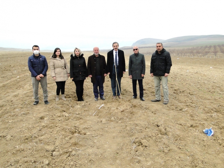 Malatya’da Dut Üretimi Yaygınlaşıyor