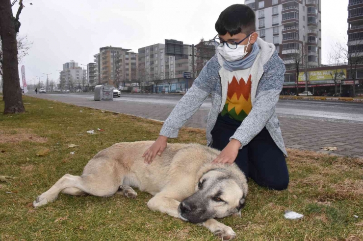 Üşüyen Kedinin Üstüne Hırkasını Örten Çocuk İha’ya Konuştu