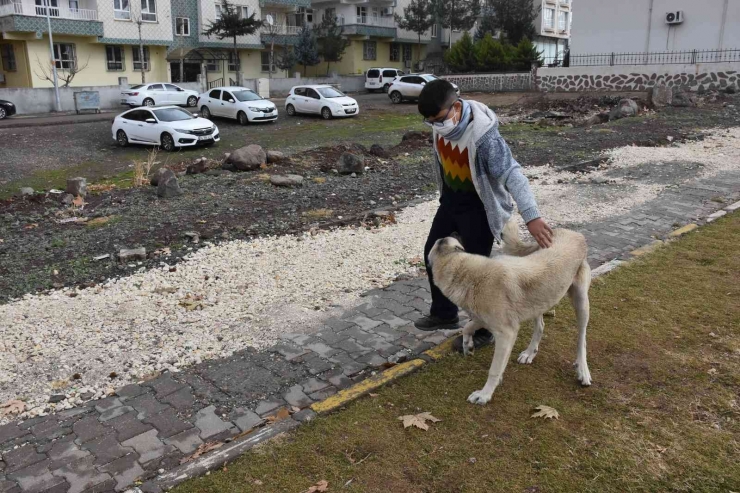 Üşüyen Kedinin Üstüne Hırkasını Örten Çocuk İha’ya Konuştu