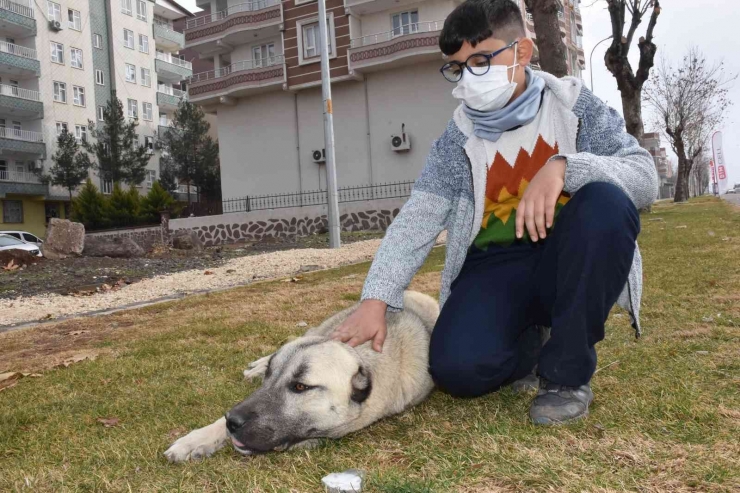 Üşüyen Kedinin Üstüne Hırkasını Örten Çocuk İha’ya Konuştu