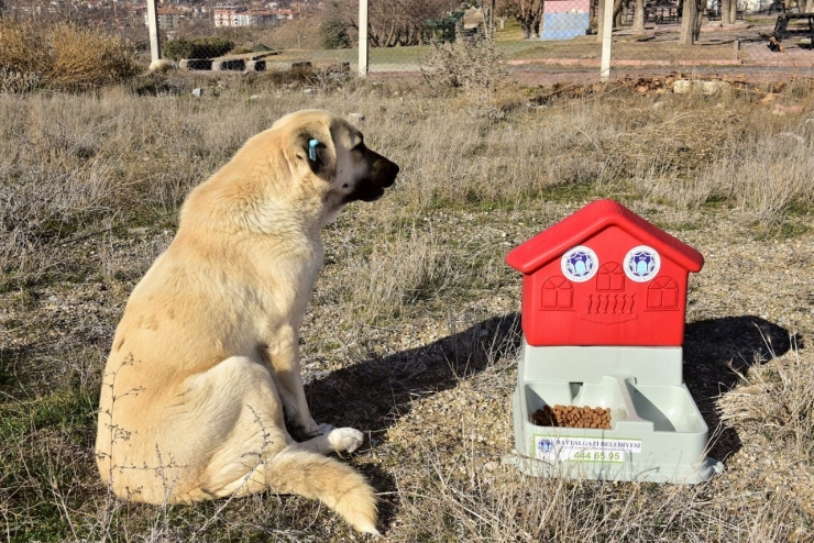 Battalgazi’de Can Dostlar İçin 19 Yeni Besleme Noktası