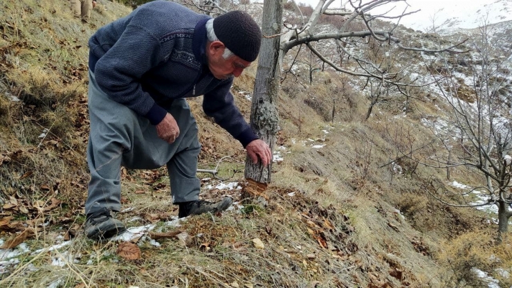 Ağaçları Katledilen Yaşlı Adamın Sözleri Yürekleri Burktu