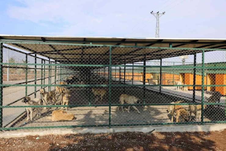 ‘yasaklı Irk’ Köpek Sahipleri Silah Alamıyor, Saldırgan Köpek Yetiştiriyor