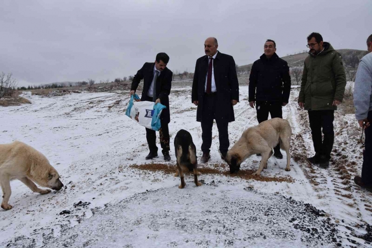 Doğanşehir’de Sokak Hayvanlarını Unutmadı