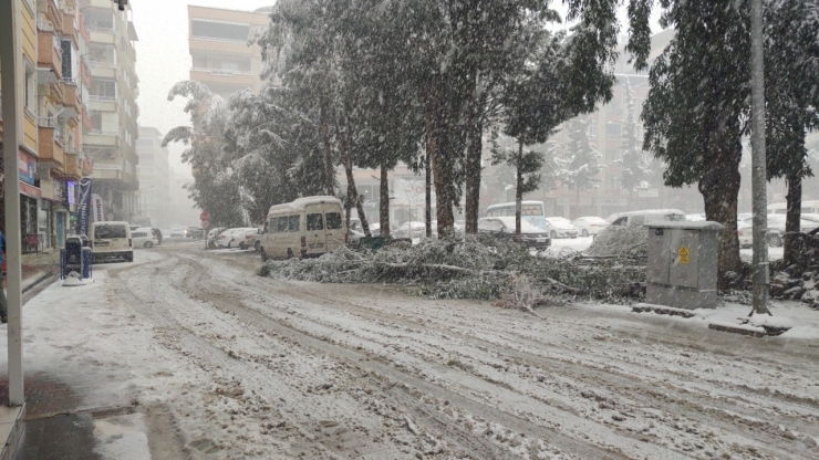 Gaziantep’te Yoğun Kar Yağışı Nedeniyle Ağaçlar Devrildi