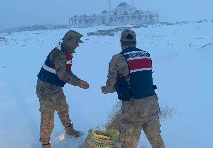 Jandarma Hayvanlar İçin Doğaya Yem Bıraktı