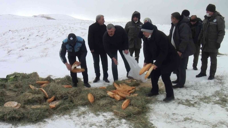 Pütürge’de Yaban Hayvanları Unutulmadı