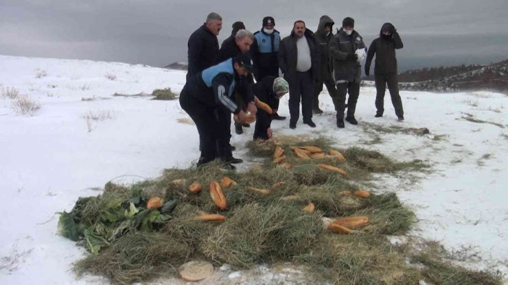 Pütürge’de Yaban Hayvanları Unutulmadı