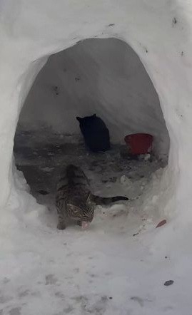 Sokak Kedileri İçin Kardan Ev Yaptılar