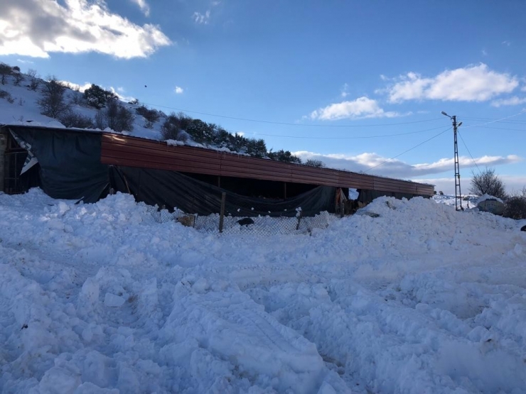 Gaziantep’te Ahır Çöktü, 10 Hayvan Telef Oldu